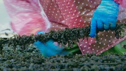 FoodieTruck-Seaweed02