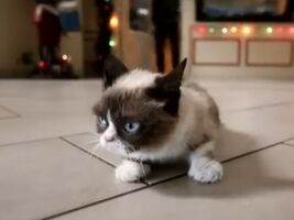 Grumpy Cat in Grumpy Cat's Worst Christmas Ever