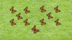 11 Butterflies (First: Episode 4302)