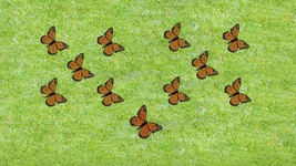 11-Butterflies.png (2.17 MB) 11 butterflies (First: Episode 4302)