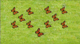 11-Butterflies