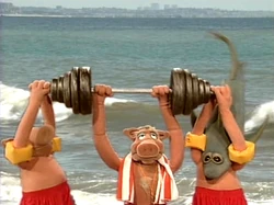 MT204--BayofPigswatch