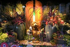 Ozflowershow22.jpg (148 KB)