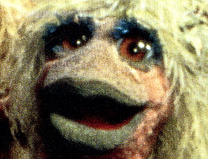 Taxidermy-eyes.jpg