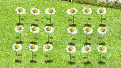 18 flowers (First: Episode 4304)