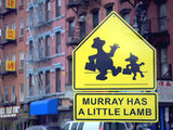 Murray Has a Little Lamb