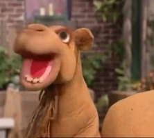 camel in Episode 4022