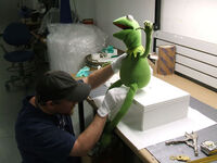 Daniel Fielding mounting Kermit.