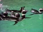 Penguins Splash - Taking a Bath