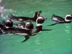 Lookatthepenguinstakinabath