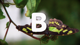B is for Butterflies (First: Episode 4820)