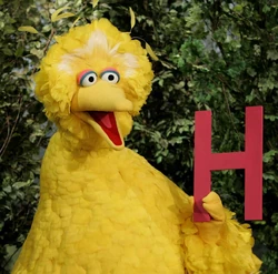 BigBird.jpg