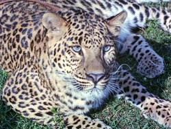 Time Piece leopard (Fandor)