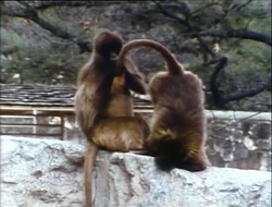 Film.Monkeyscleaning