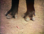 "Feet (One Foot, Two Foot)"