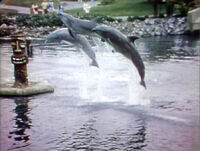 3-Dolphins