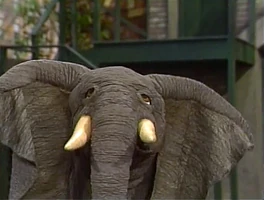 elephant in Episode 3007