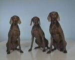 Wegman: 3 Dogs Configuration