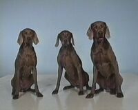 William Wegman's Dogs demonstrate 3 (First: Episode 3312)