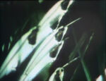 Skeleton Fish (holdover from season 2)