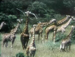 Giraffes -- African