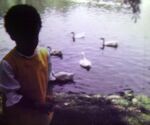 ducks