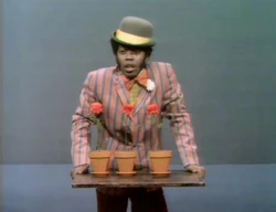 Dandy David flower pots