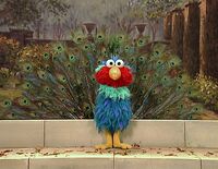Peacock Elmo's World: Birds