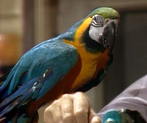 Macaw-fragglerock