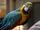 Macaw