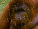 Animal Puzzle: Orangutan