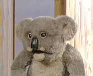 Kevinkoala.jpg (77 KB)