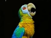 Polynesia (parrot)