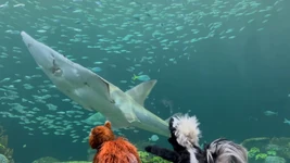 Shedd Aquarium 2023-2.jpg (265 KB)