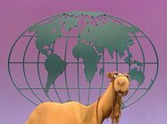 Sydney (camel)