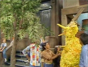 A  episode deals with the destruction and replanting of a tree in front of Big Bird's home.