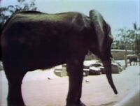 Animal films: Elephant trunk (First: Episode 0034)