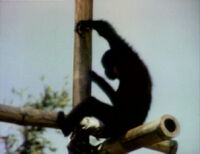 Animal films: Swinging Gibbon (First: Episode 0009)