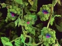 Grapevine.jpg (327 KB) Grapes The Muppet Show