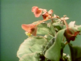 Spring Song (Goldstein/Namanworth) (240 KB) "Spring Song"