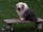 Merlin (dog)