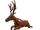 Reindeer