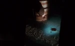 Blood trail leads to...