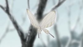 Schmetterling
