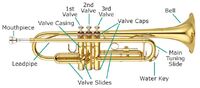 Trumpet-anatomy
