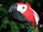 Koo Koo Macaw