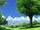 That Tree on the hill behind Hakuryou