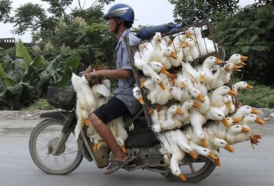 Pb-120531-ducks-jb