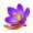 Saffron