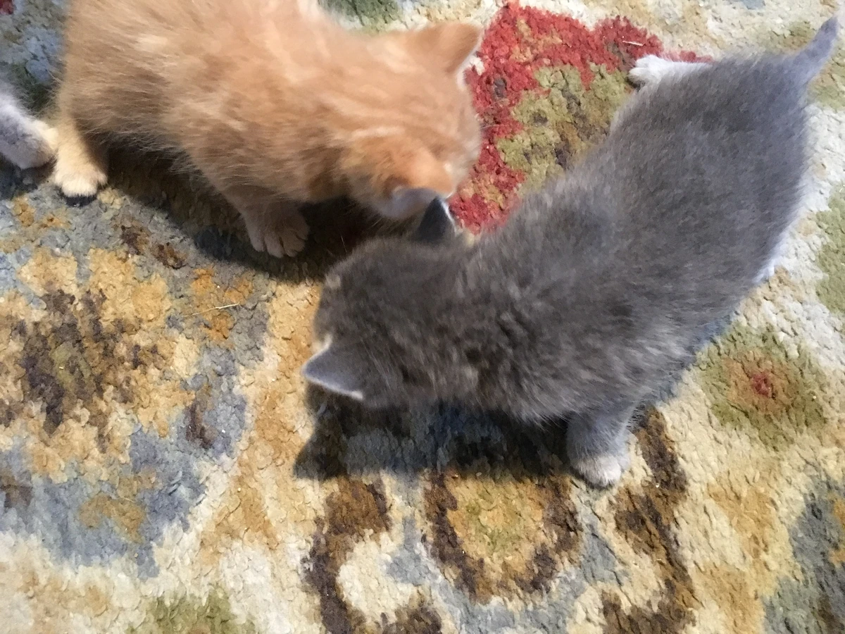 Gravy My cats Wiki Fandom